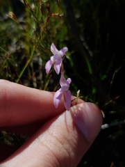 Disa inflexa