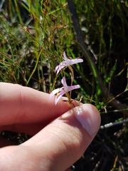 Disa inflexa