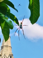 Trichonephila inaurata madagascariensis