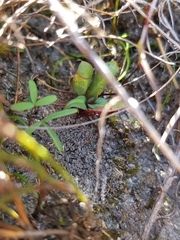 Disa inflexa