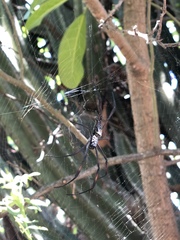 Trichonephila inaurata madagascariensis