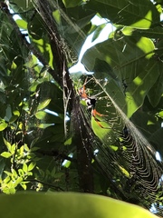 Trichonephila inaurata madagascariensis