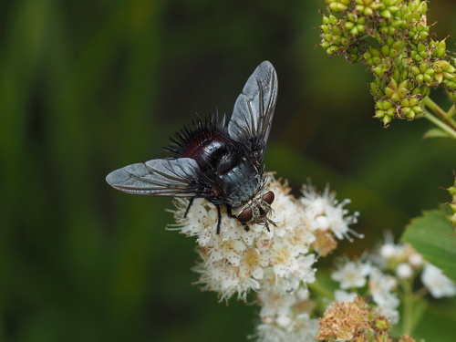 Juriniopsis adusta photo 2