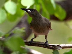 Stomiopera unicolor