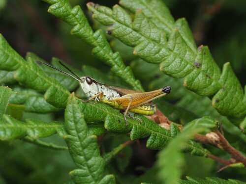 Marsh meadow grasshopper photo 3