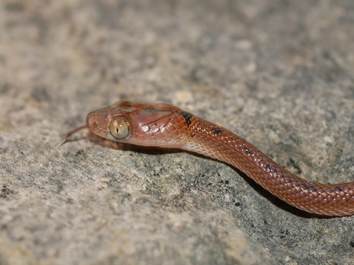 Antsiranana Tree Snake