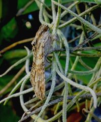 Melipotis acontioides