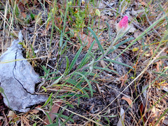 Helichrysum leucopsideum