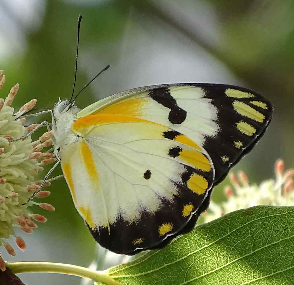 Belenois subeida