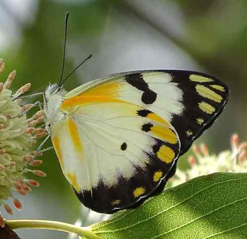 Belenois subeida