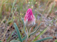 Helichrysum leucopsideum