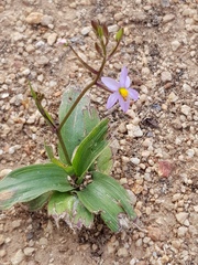 Cyanella