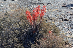 Gonialoe variegata