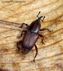 Odoiporus longicollis