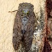 Broadwing Cicadas - Photo (c) Len Worthington, some rights reserved (CC BY-SA), uploaded by Leonard Worthington