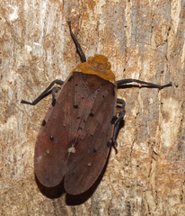 Penthicodes atomaria