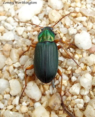 Chlaenius flavipes