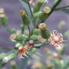 Erigeron sumatrensis