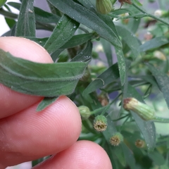 Erigeron sumatrensis