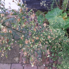 Erigeron sumatrensis