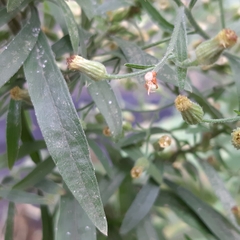 Erigeron sumatrensis