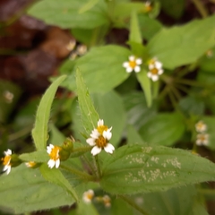 Galinsoga quadriradiata