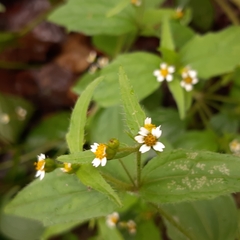 Galinsoga quadriradiata