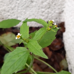 Galinsoga quadriradiata