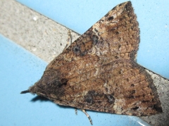 Hypena tristalis