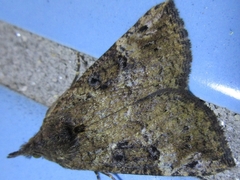 Hypena tristalis