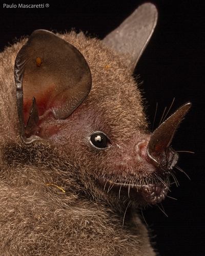 Seba's Short-tailed Bat