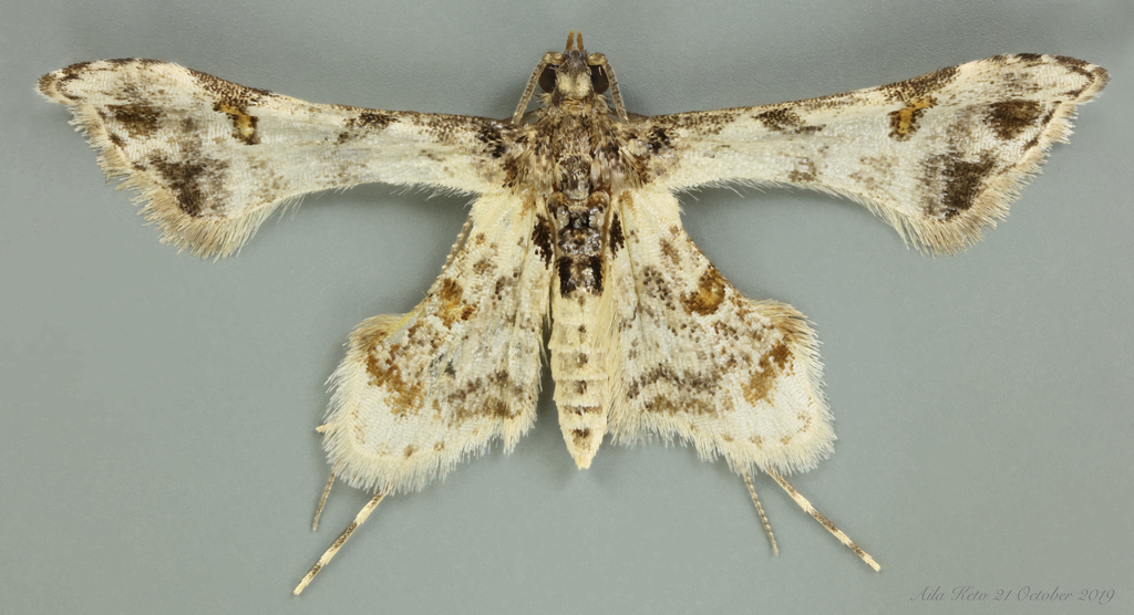 Euthesaura