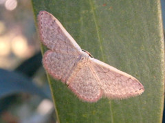 Idaea costaria