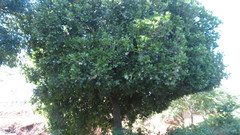 Melicoccus oliviformis