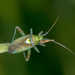 Lincolnia lucernina - Photo (c) Andrew Allen, alguns direitos reservados (CC BY), uploaded by Andrew Allen