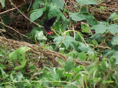 Montezuma's Cattleheart (Parides montezuma)