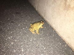 Bufo spinosus