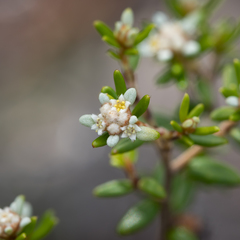 Spyridium phylicoides