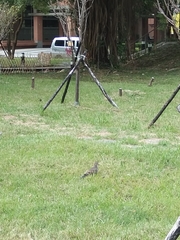 Streptopelia orientalis