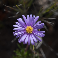 Olearia ciliata