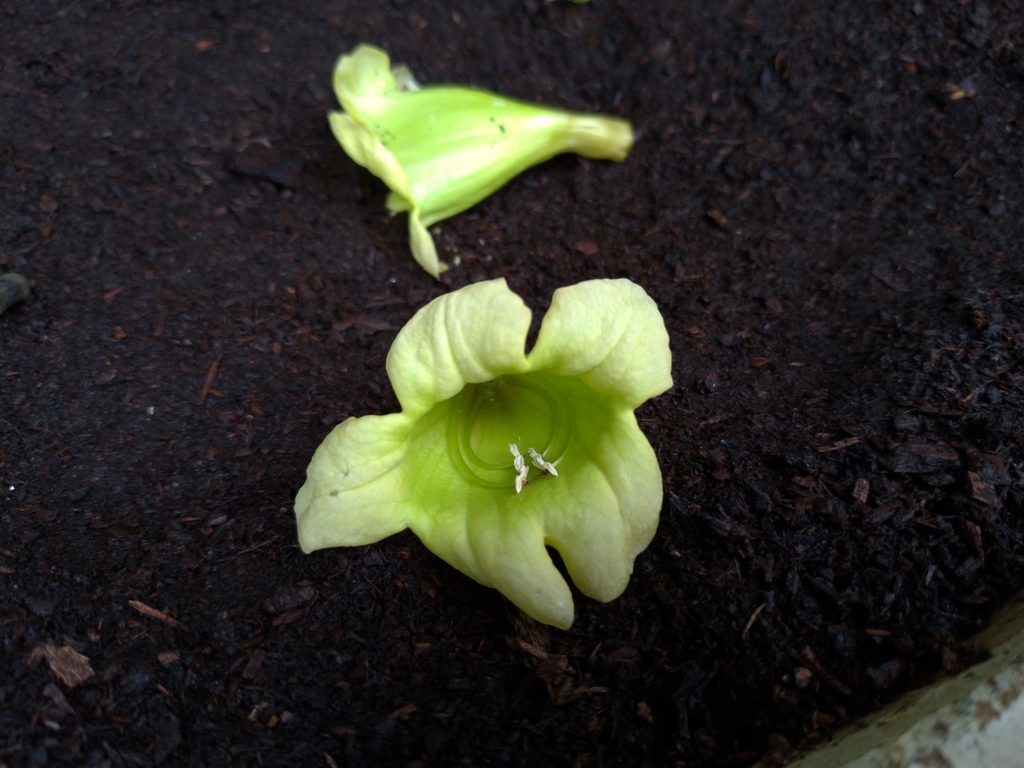 Radermachera hainanensis