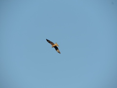 Milvus migrans lineatus