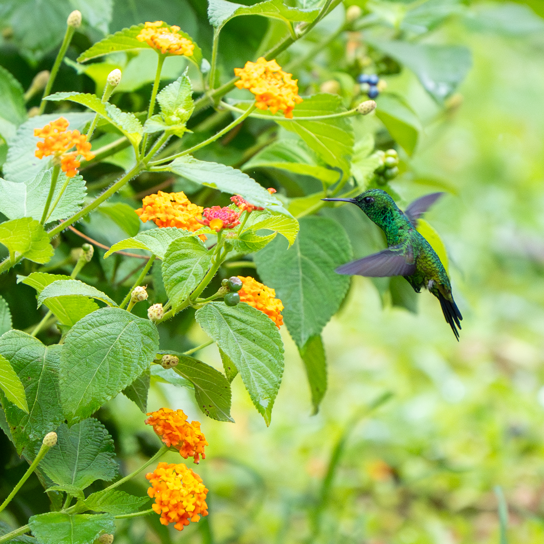Garden Emerald (Chlorostilbon assimilis), photo 7