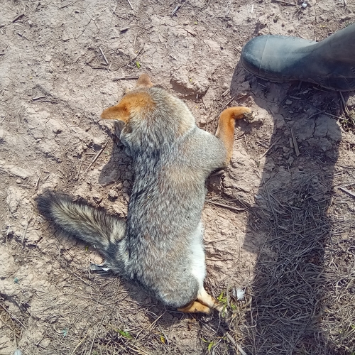 Pampas Fox