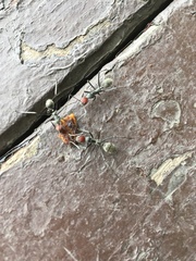 Camponotus singularis