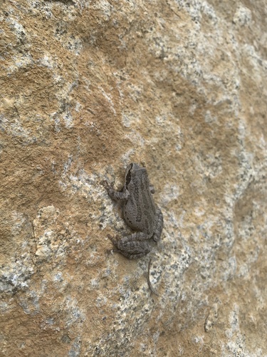 Pacific Tree Frog