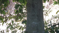 Melicoccus oliviformis