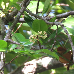 Xylocarpus moluccensis