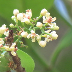 Xylocarpus moluccensis