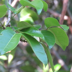 Xylocarpus moluccensis